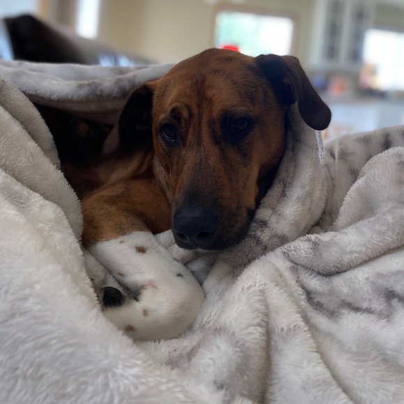 Meet your Posher, Ella - Picture 1 of 1